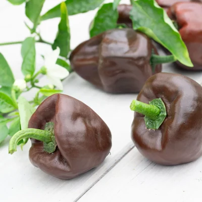 Chili Chilhuacle negro Früchte