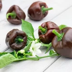 Chili 'Chilhuacle negro' Samen – Bild 2