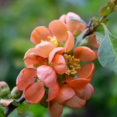 Nordische Strauchquitte cido Blüten