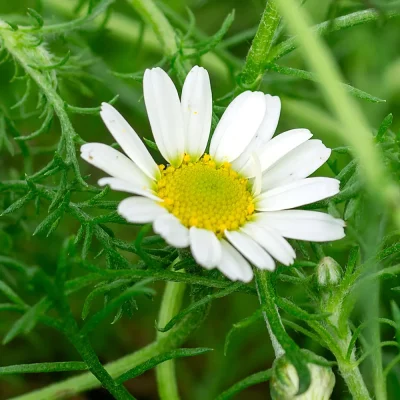 Römische Kamille Blüten
