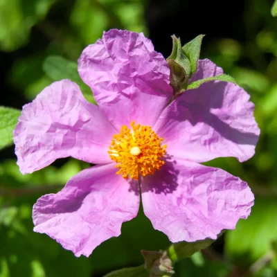 Cistus Blüte