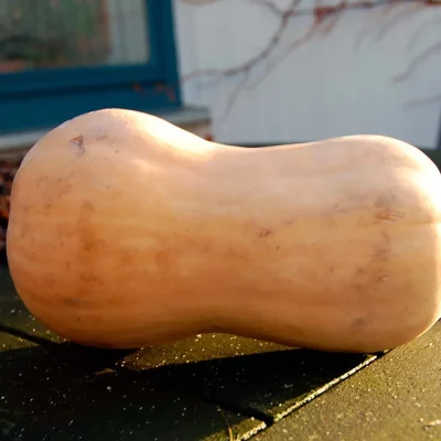 Butternut Kürbis