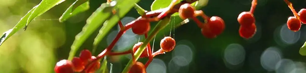 bild von rezept
