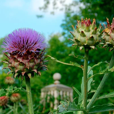 Cardy Blüte