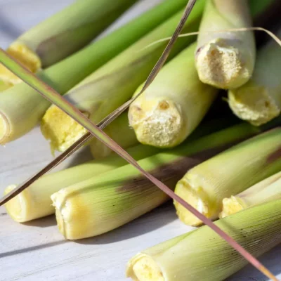 Ostindisches Zitronengras