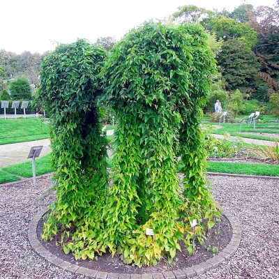 Chinesische Yamswurzel im botanischen Garten