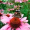 Echinacea Blüten mit Schmetterling