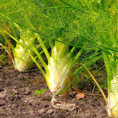 Knollenfenchel