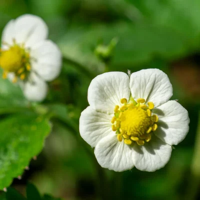 Monatserdbeere Blüte