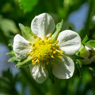Blüte Erdbeere Manille