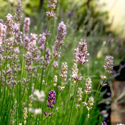 Lavendel Miss Katherine