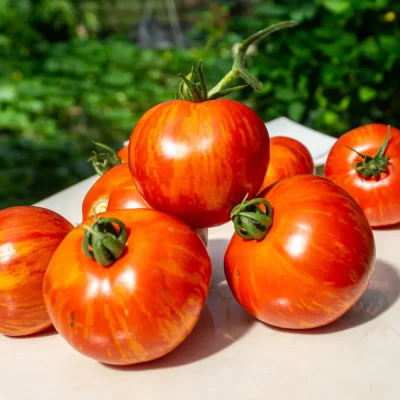 Tomate Red Zebra