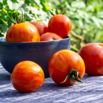 Tomate Red Zebra