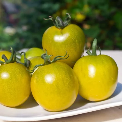 Tomate Green en Grape