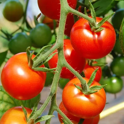 Tomate Gardeners Delight