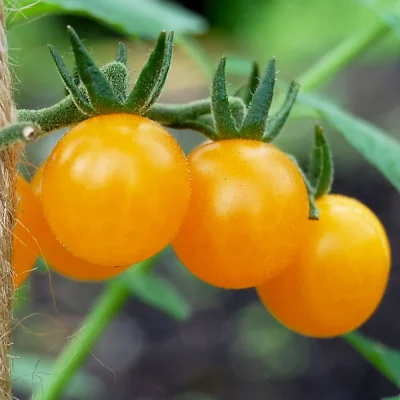 tomate golden current