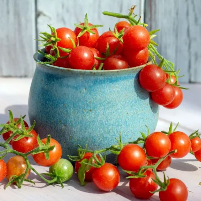 Mexikanische Minitomate