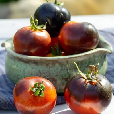 Tomate Indigo Rose