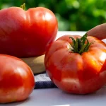 Fleischtomate Pantato Romanesco Samen – Bild 2