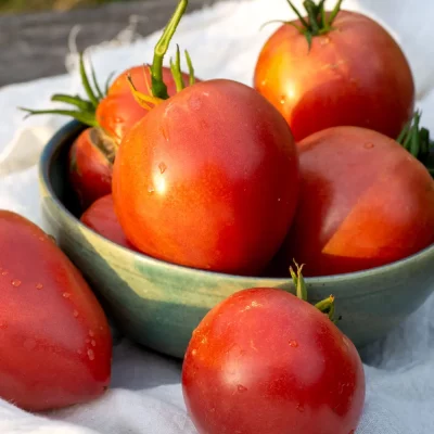 Ochsenherztomate Serbien