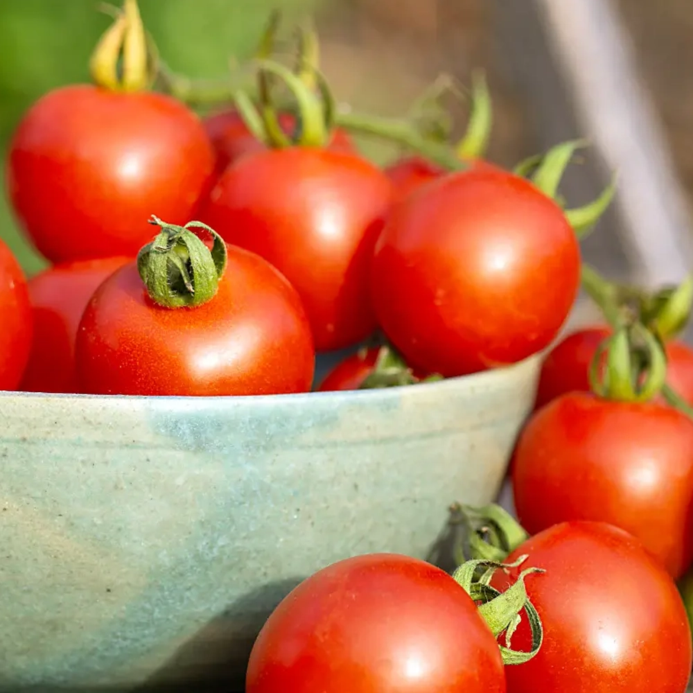 Ampeltomate Gartenperle