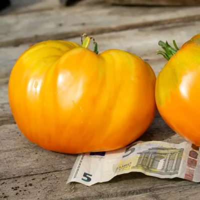 Ochsenherztomate orange