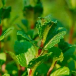 Marokkanische Minze Pflanze – Bild 2