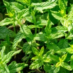 Libanonminze Pflanze – Bild 2
