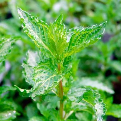 Algerische Fruchtminze