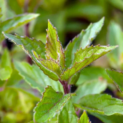 Bayerische Pfefferminze Proserpina