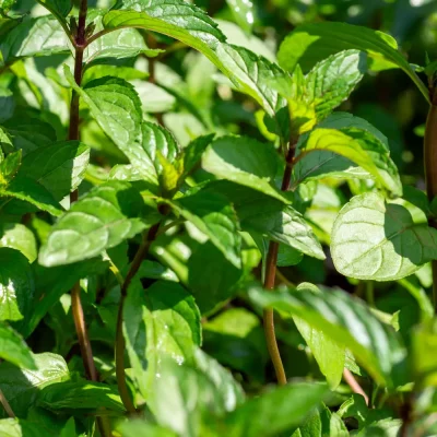 Black Spearmint