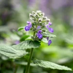 Zitronige Katzenminze 'Odeur Citron' Pflanze – Bild 2