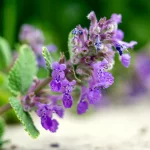 Zitronige Katzenminze 'Odeur Citron' Pflanze