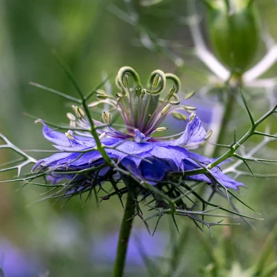 Schwarzkümmel Blüte