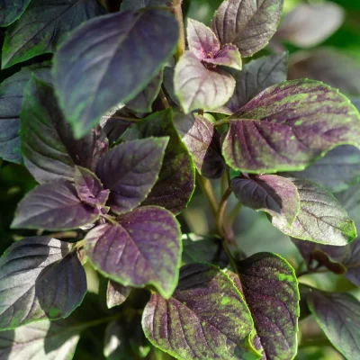 Basilikum Blue Spice