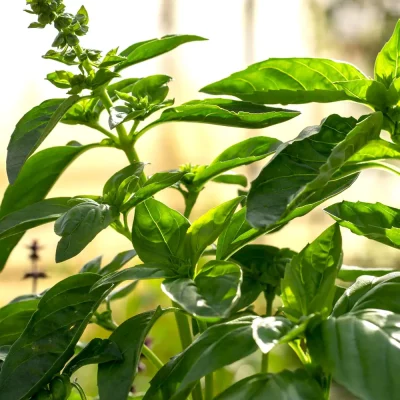 Salatblättriges Basilikum