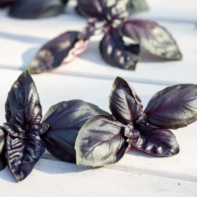 Basilikum Red Shiraz