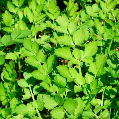 Vietnamesischer Wasserfenchel