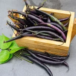 Buschbohne Purple Teepee