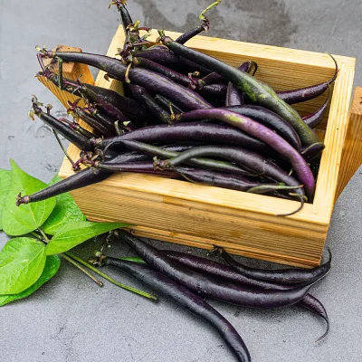 Buschbohne Purple Teepee