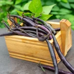 Buschbohne 'Purple Teepee' Samen – Bild 2