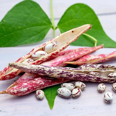 Italienische Stangenbohnen