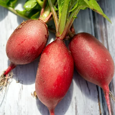 Radieschen Cherry Belle