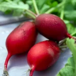 Radieschen 'Cherry Belle' Samen – Bild 2