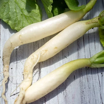 Radieschen Eiszapfen