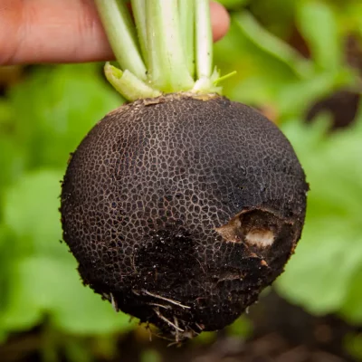 Rettich runder schwarzer winter