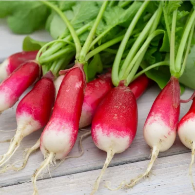 Radieschen Flamboyant