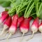 Radieschen Flamboyant
