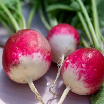 Radischen Halbrot Halbweiss