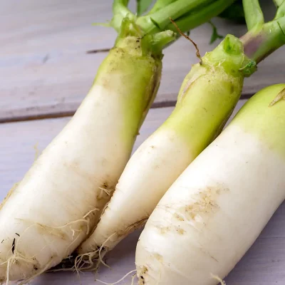 Rettich Weisser Fridolin